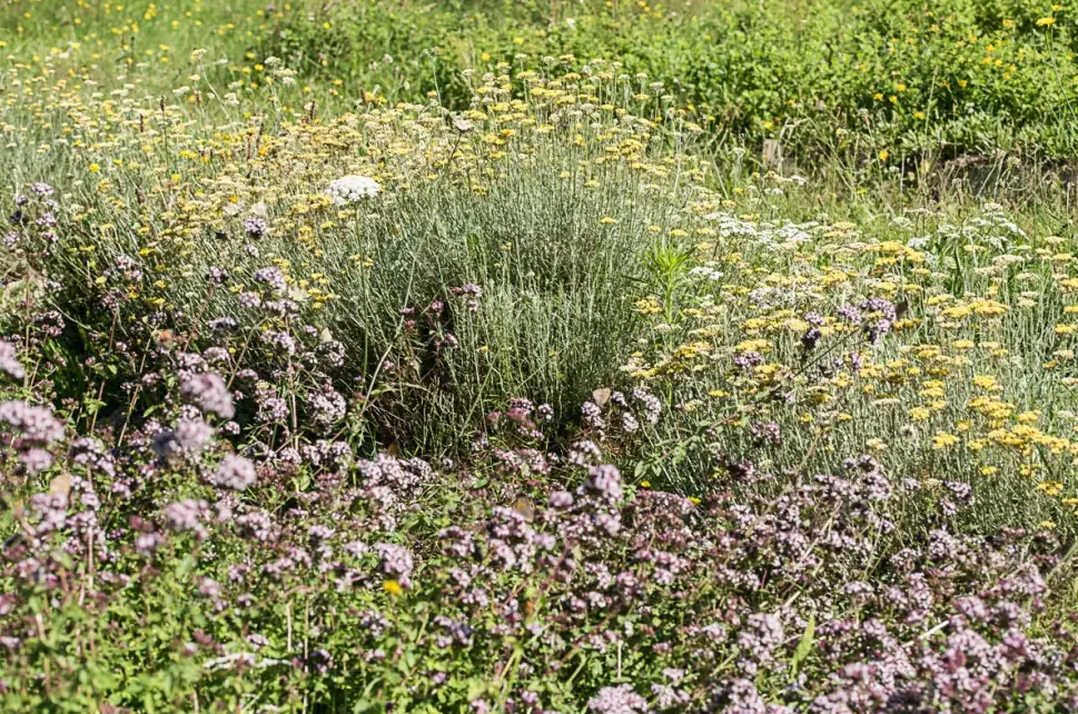 Plantes de bonnes femmes et sorcières