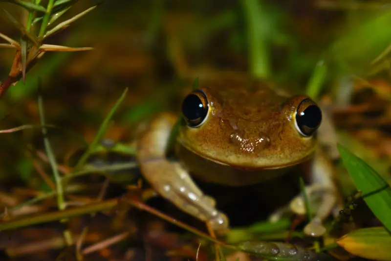 BALADE NATURE : FRÉQUENCE GRENOUILLES AVEC LE CPIE