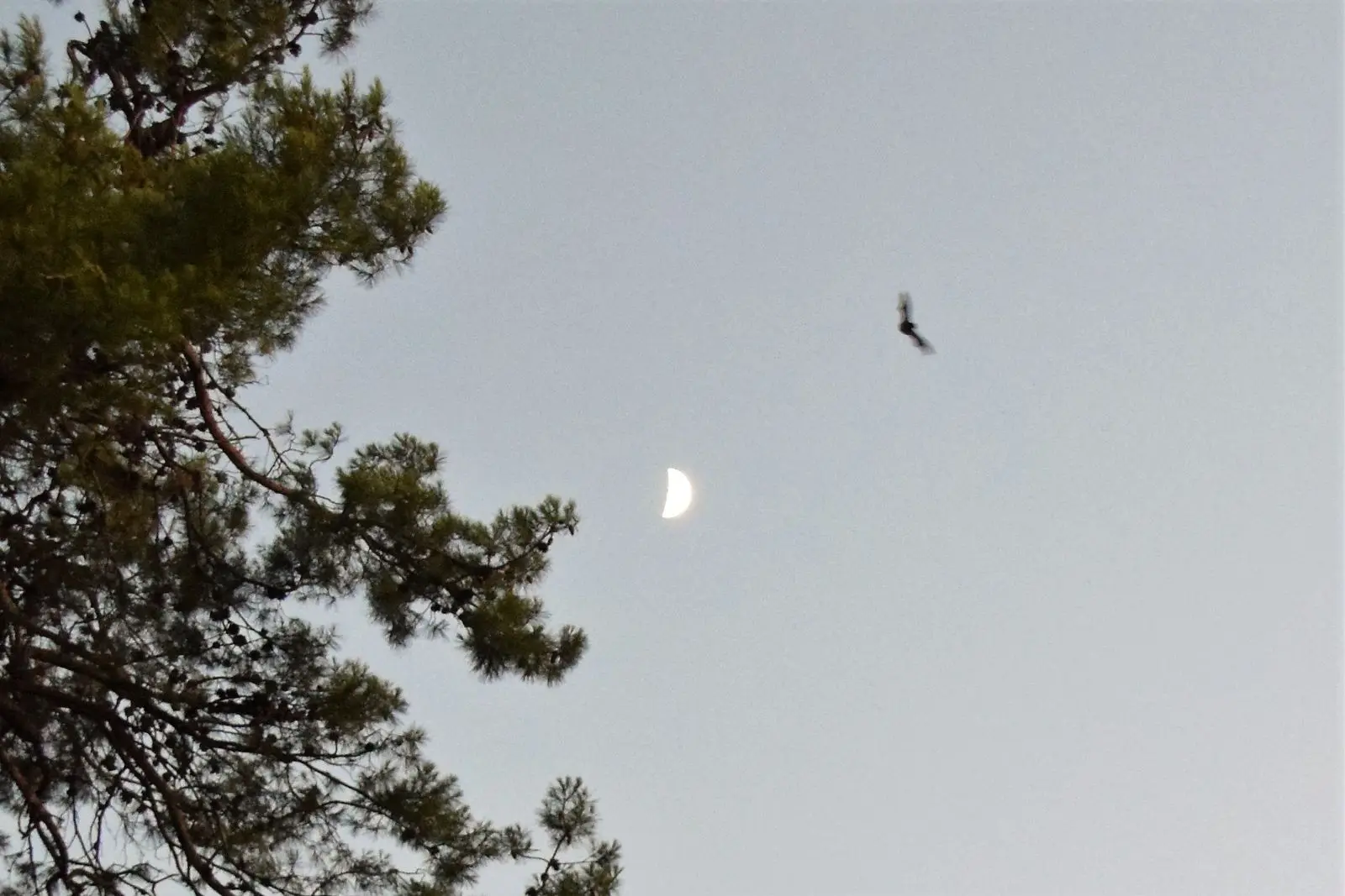Balade au crépuscule