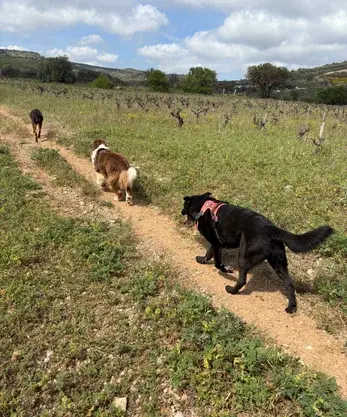 Petsitting34