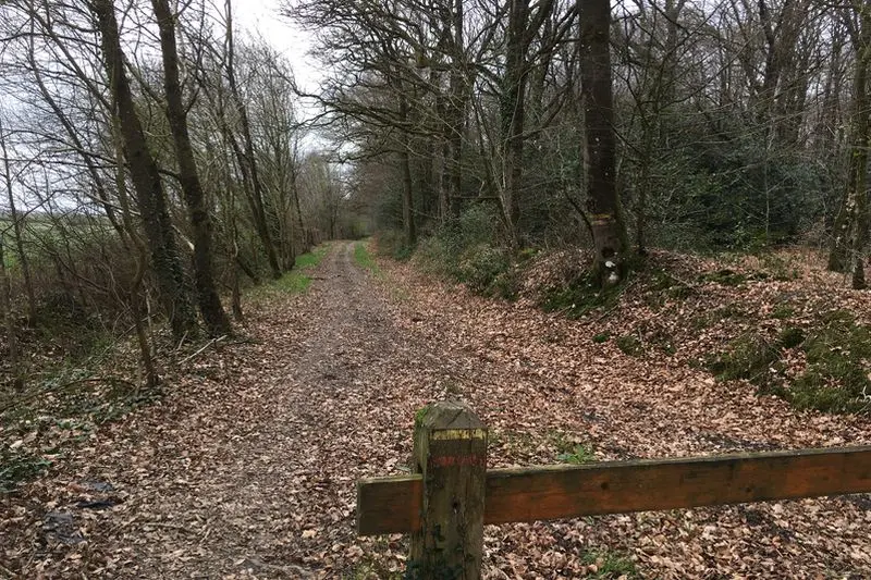 Forêt d'Araize