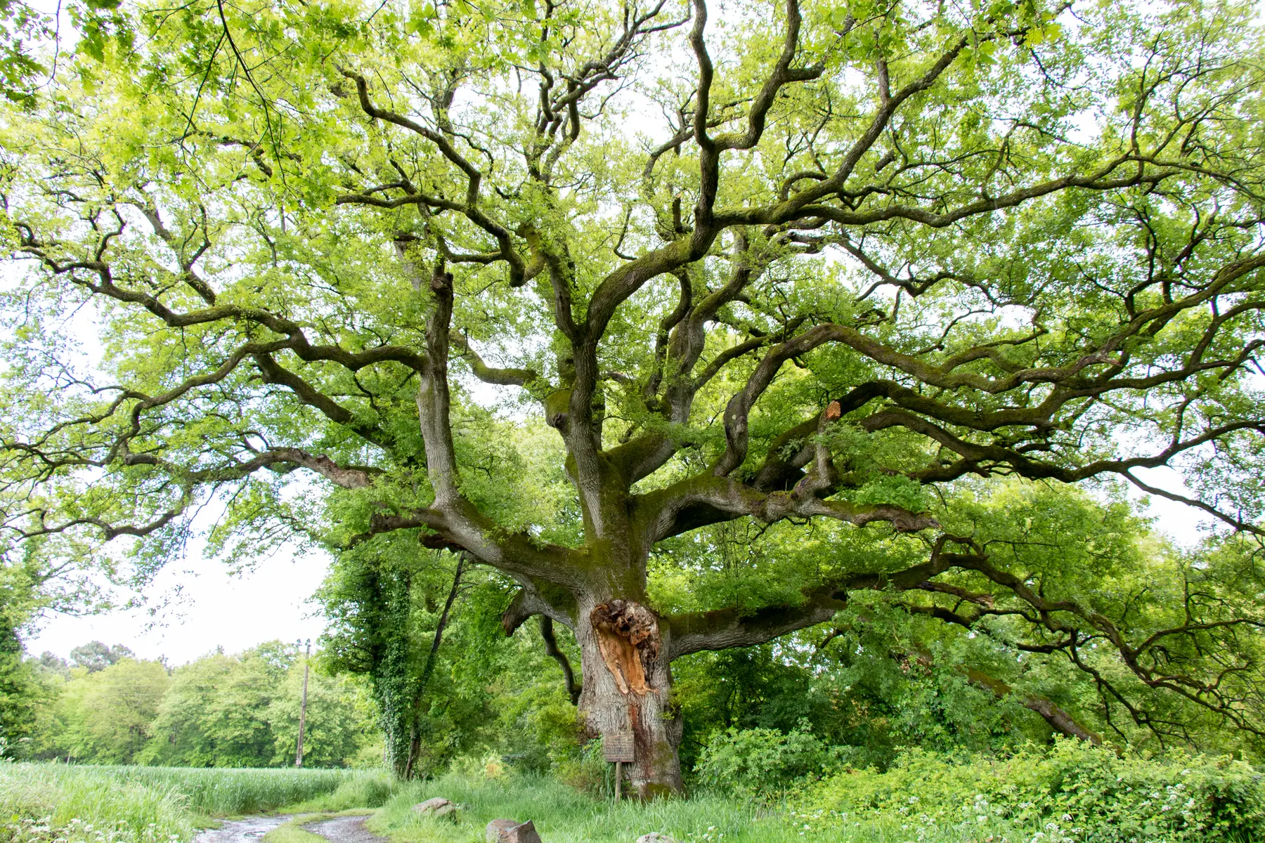 20210518_Plechatel_chene-Breslon-03(1)