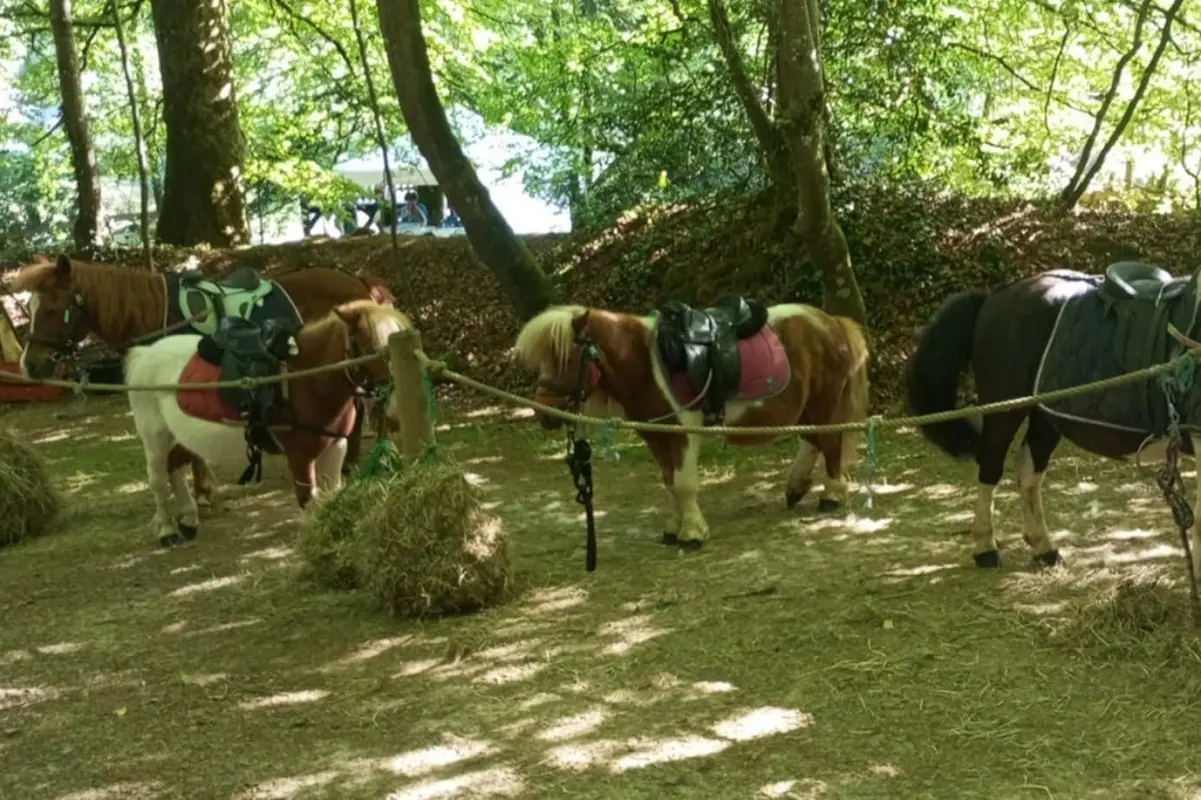 Balade à poney en forêt de Villecartier