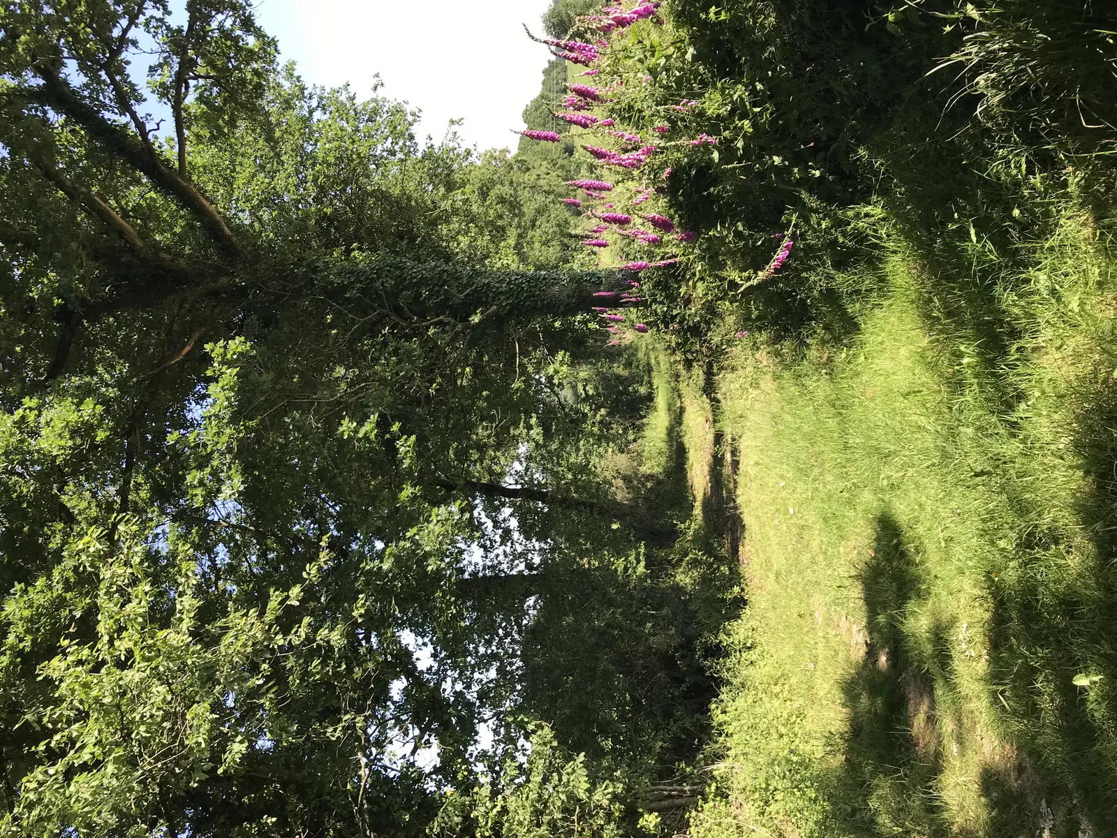 Circuit 54_violette (4)