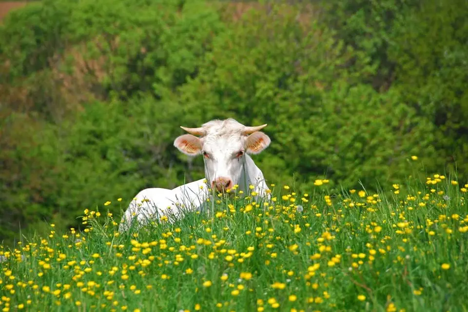 Vache charolaise