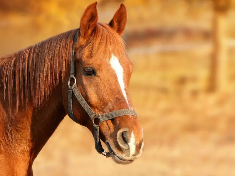 horse-1201143_1280