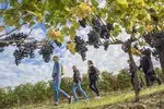 vignes-csa6wtzcn1hv.jpg.150x150_q85