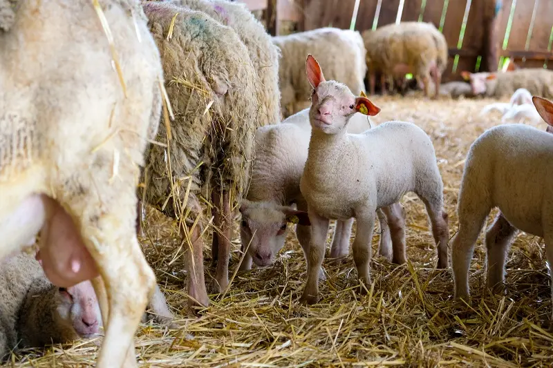 Brebis_du_lochois_m_desfontaine (3)