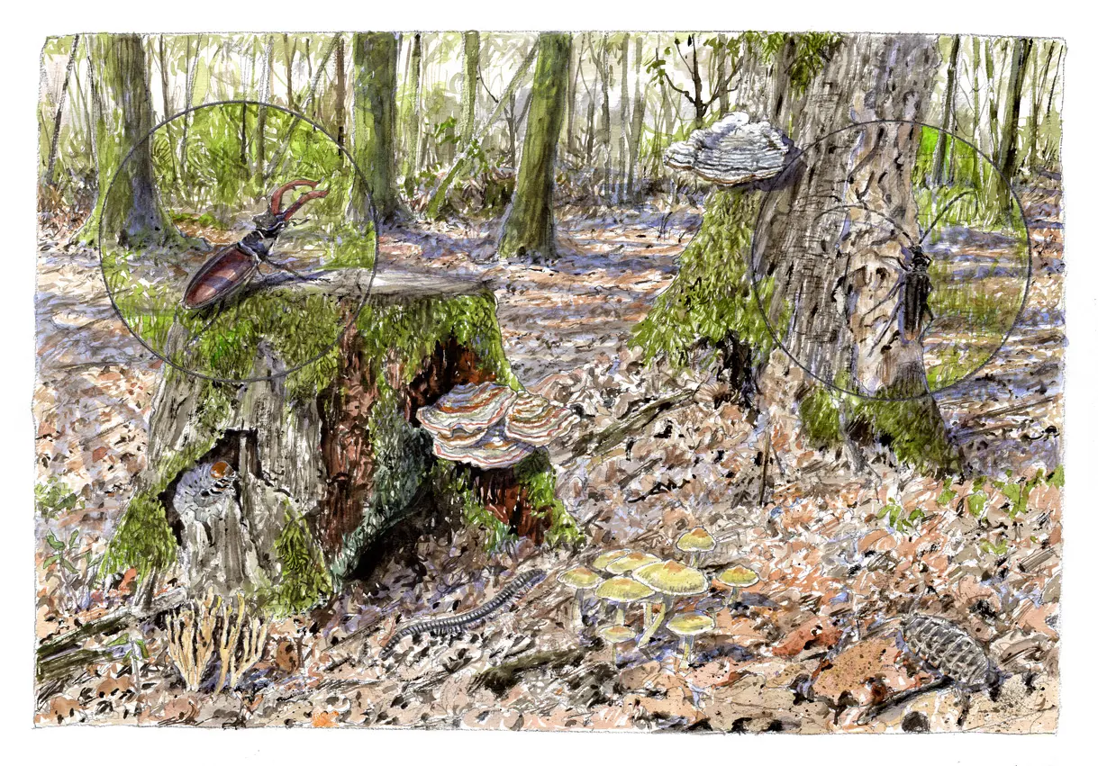 CC-CVL_Tourisme_Sites-naturels_Foret-Chinon_Sous-bois©BenoitPerrotin