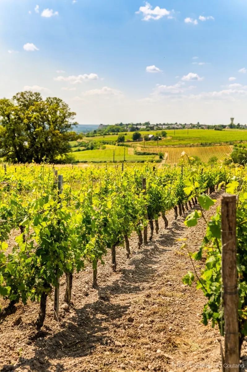 Domaine-Lambert-Cravant-Credit_ADT_Touraine_JC_Coutand-2033-21