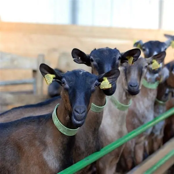 Les-Pampilles-loches-valdeloire