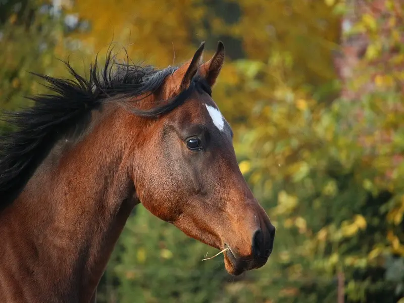 cheval-loches-valdeloire