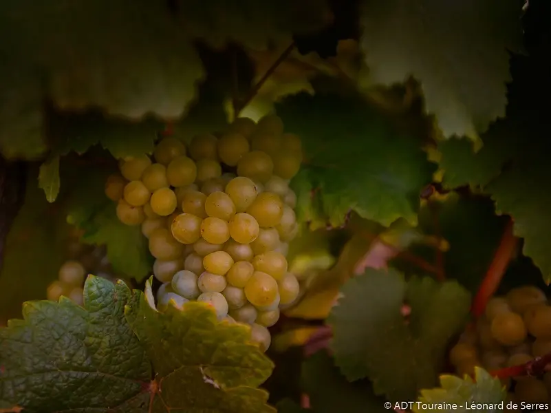 Chenin blanc