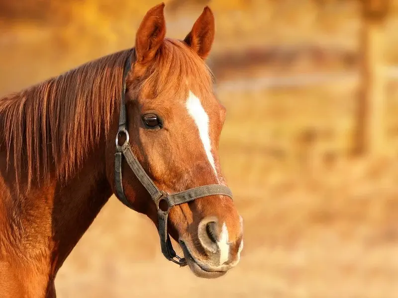 Cheval