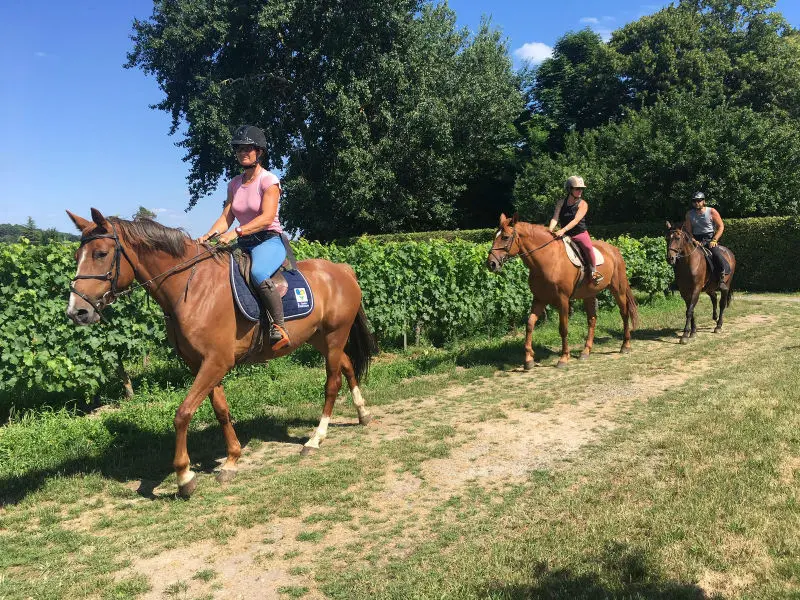 ecuries-vignoble-restigne