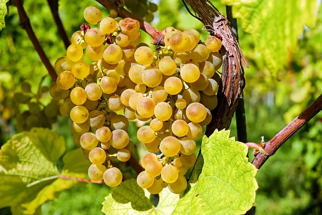 Grappe vigne Noble-Joué