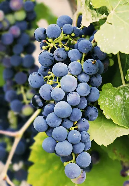 Raisin sur vigne