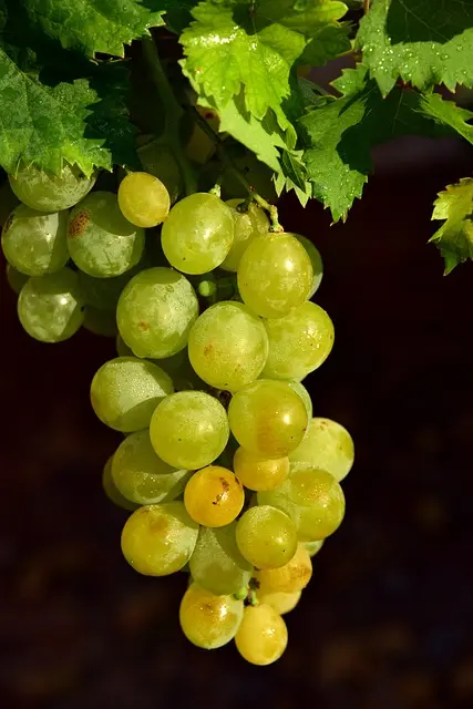 Grappe vigne Touraine Azay-le-Rideau