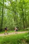 rando-foret-chinon-credit-adt-touraine-jc-coutand-r19dgwfv7zyr-e4y26jklkbyn.jpg.150x150_q85