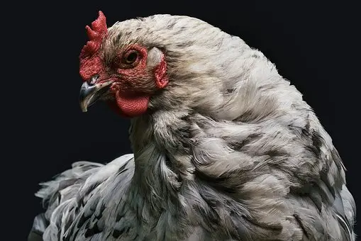 LA FERME DES ALOUETTES_1