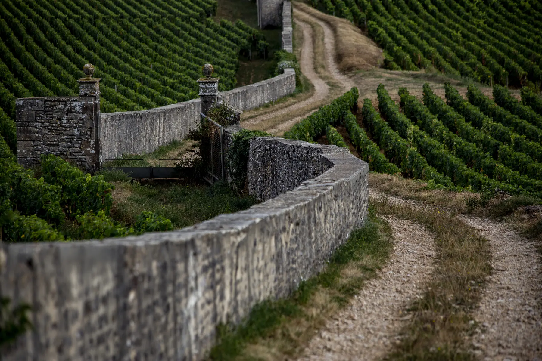 IMG_7550
