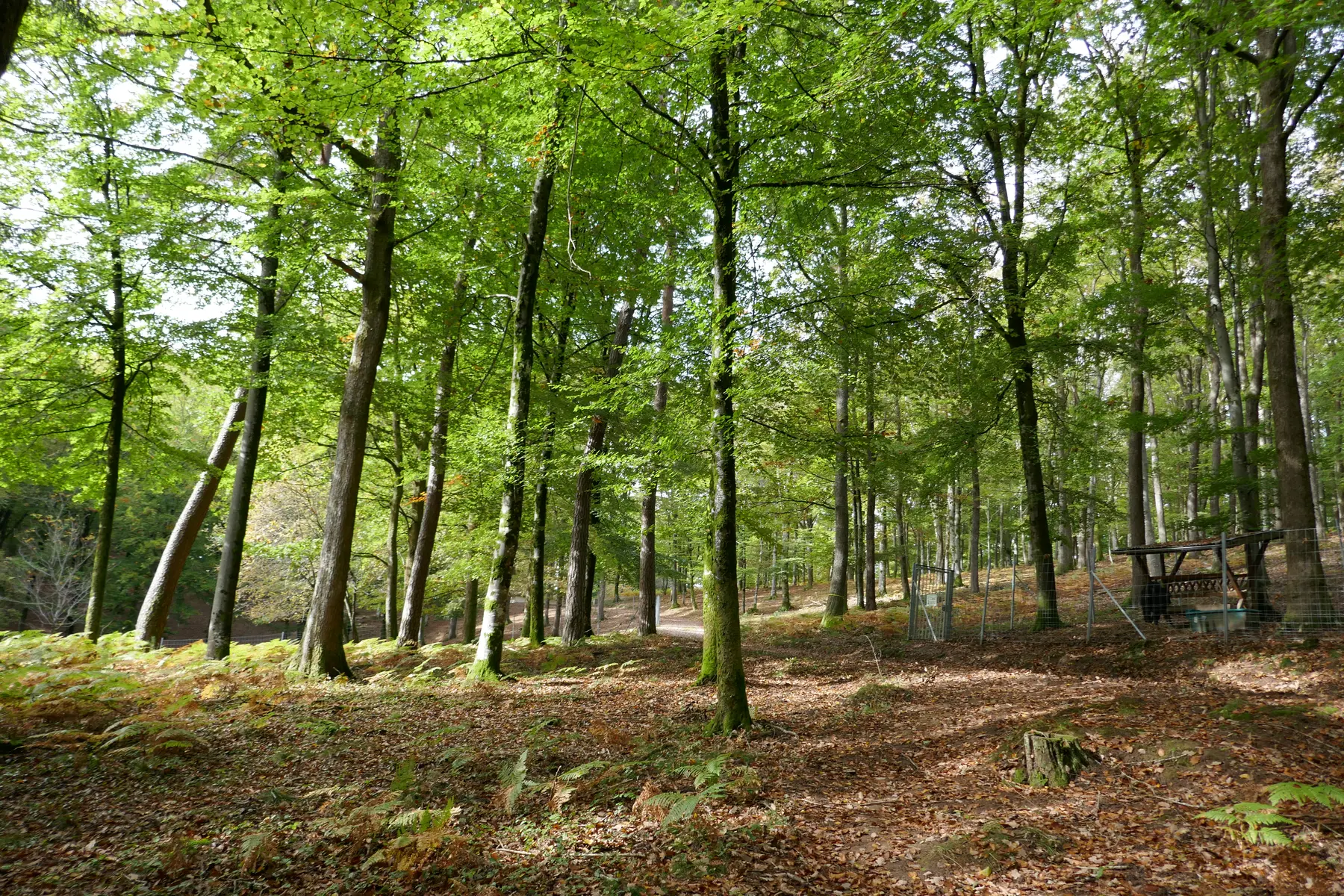 Fôret Fougerolles