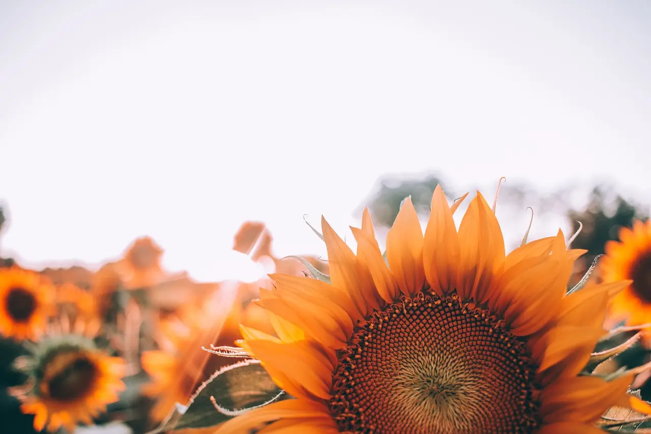 Tournesol