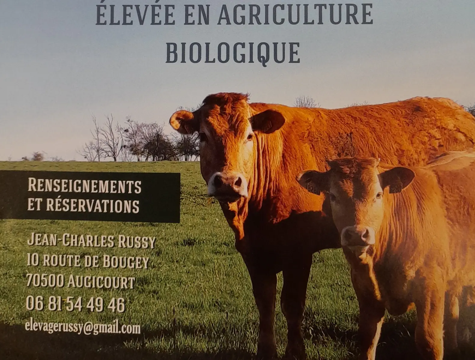 Vaches limousines