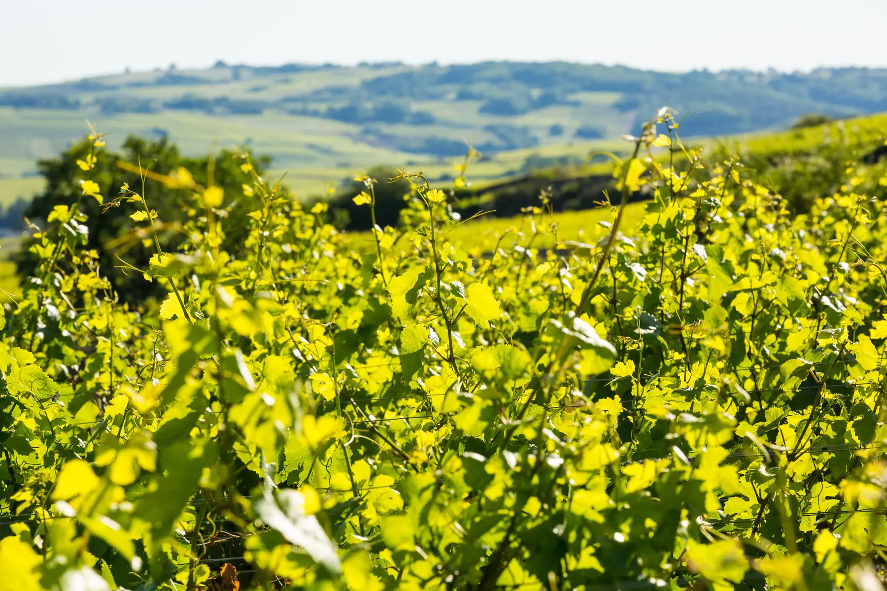 hd-experience-œnologique-prestige-gite-les-sarments-2506