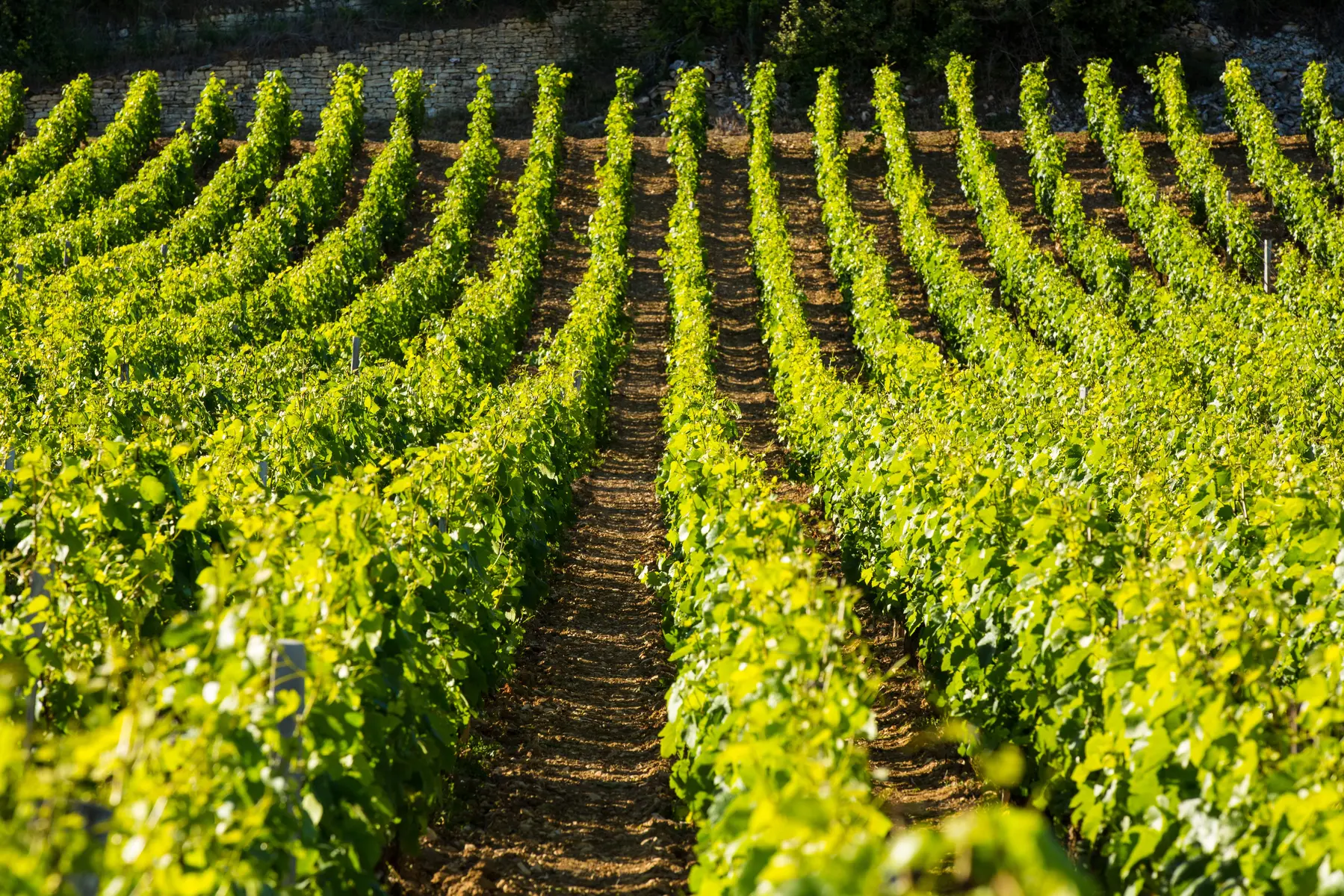 Expérience -oenologique-evasion-gite-les-sarments-2538