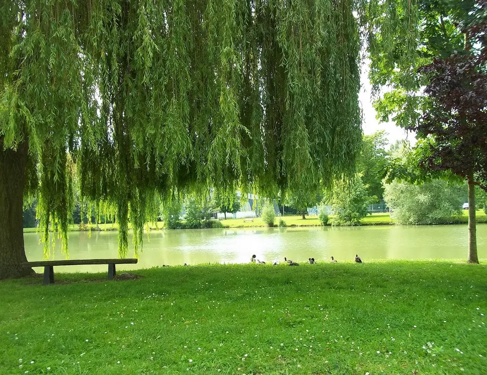 Etang de l'Aigrette