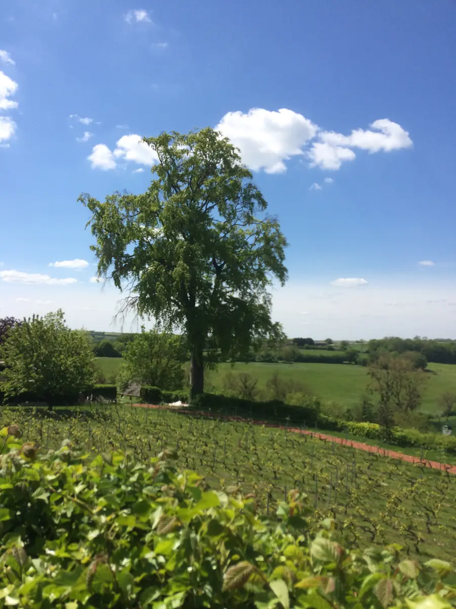 Paysage Picardie Verte