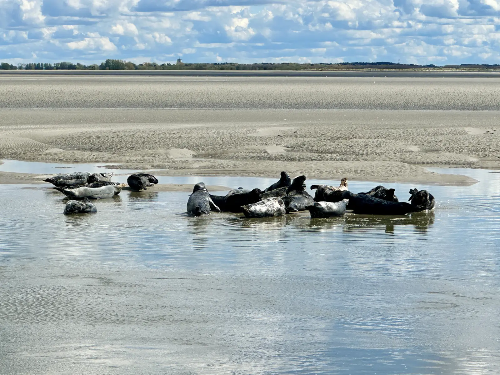 Les phoques en Baie d'Authie