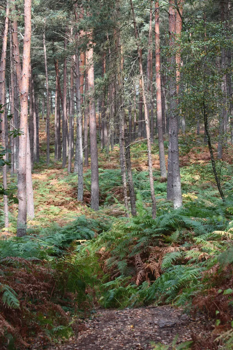 Paysages du Valois_Forêt autre_Liliane Compain (12)