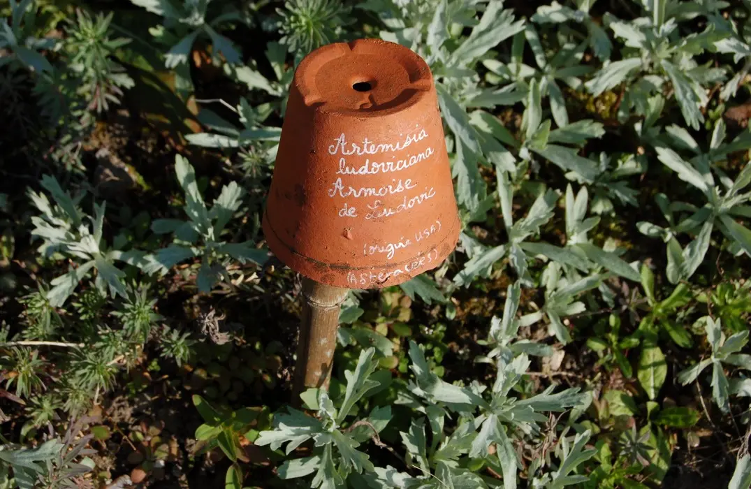 LES JARDINS DE LA BAIE DE SOMME : HERBARIUM, FRUTICETUM, RUES FLEURIES