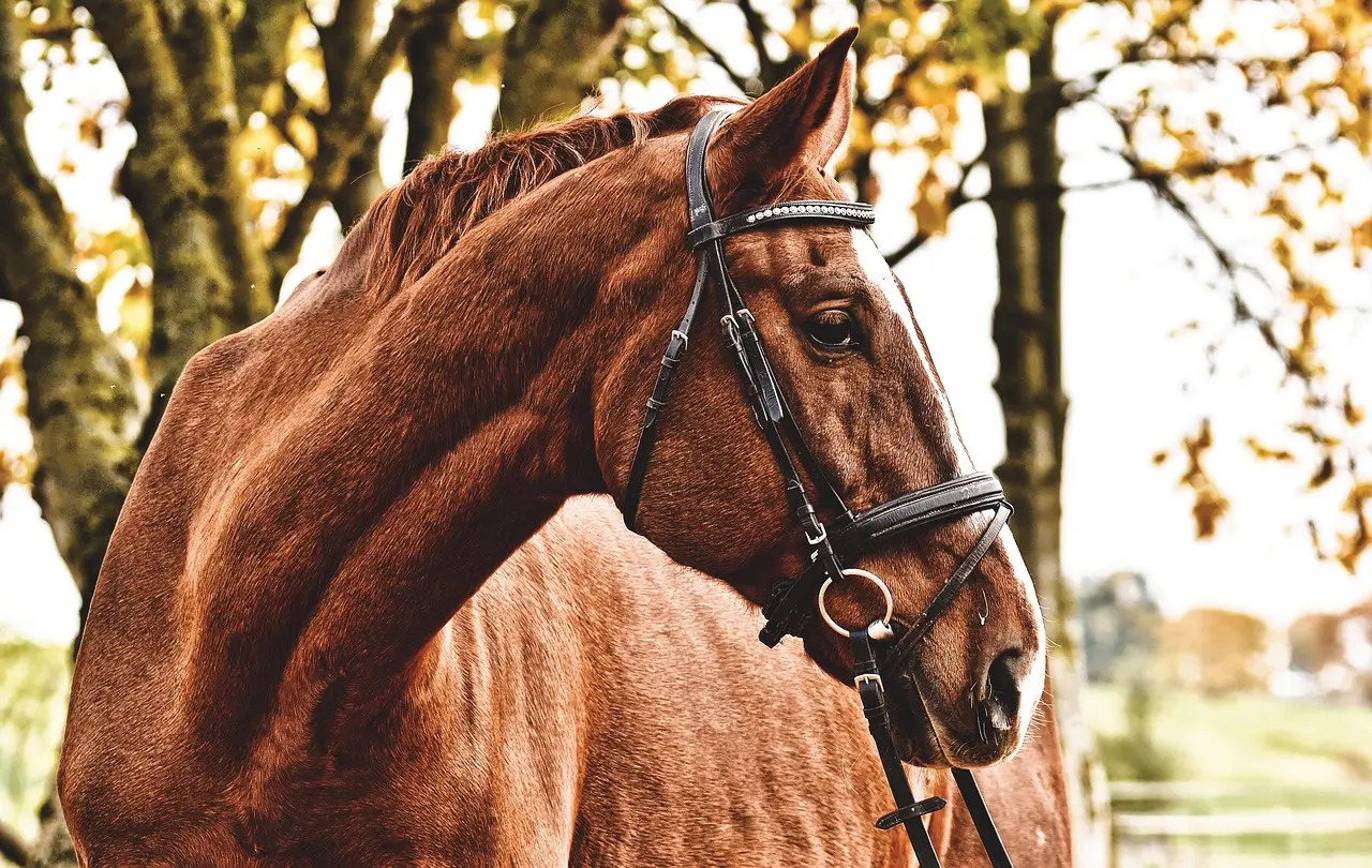alexas_fotos-horse-3609347_1280