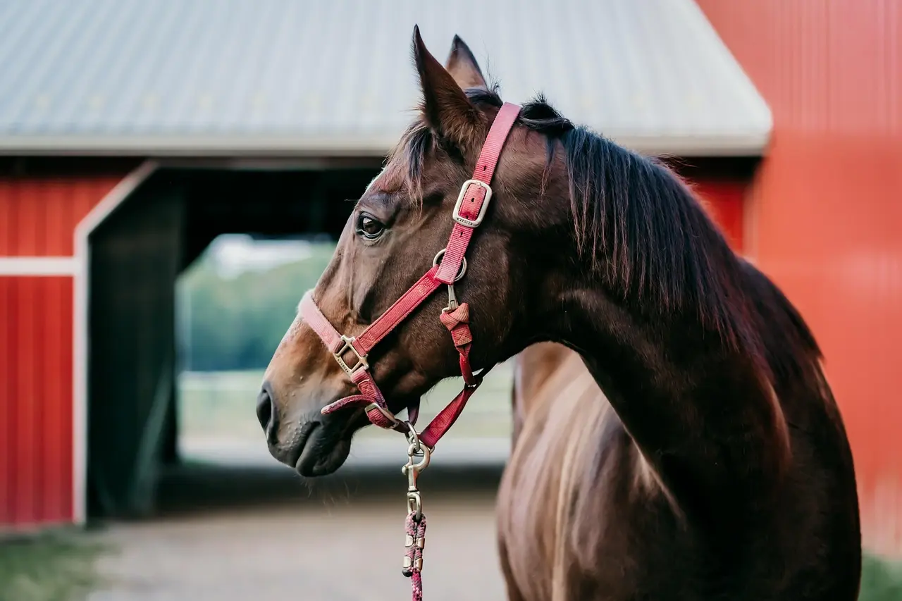 alisadyson-horse-7481726_1280