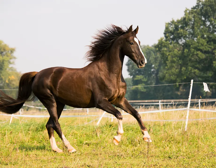 Cheval