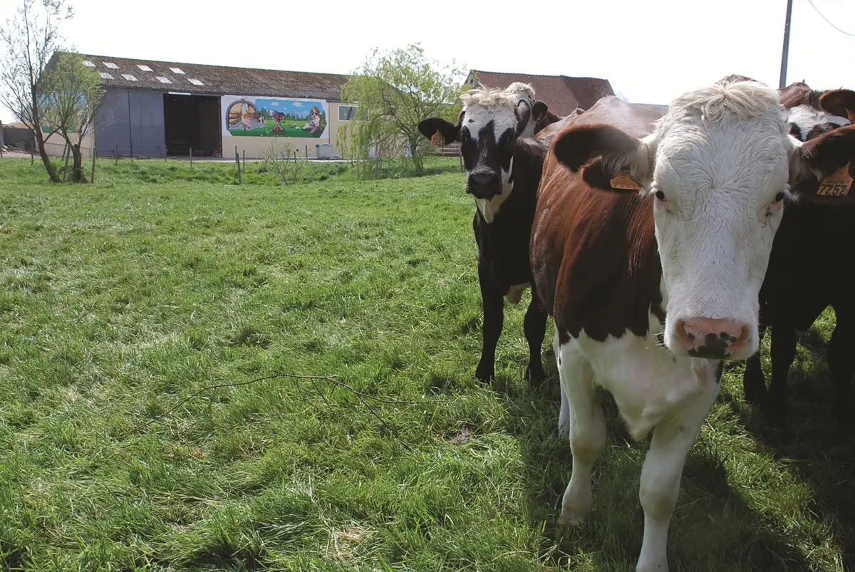 vaches et ferme ronckier