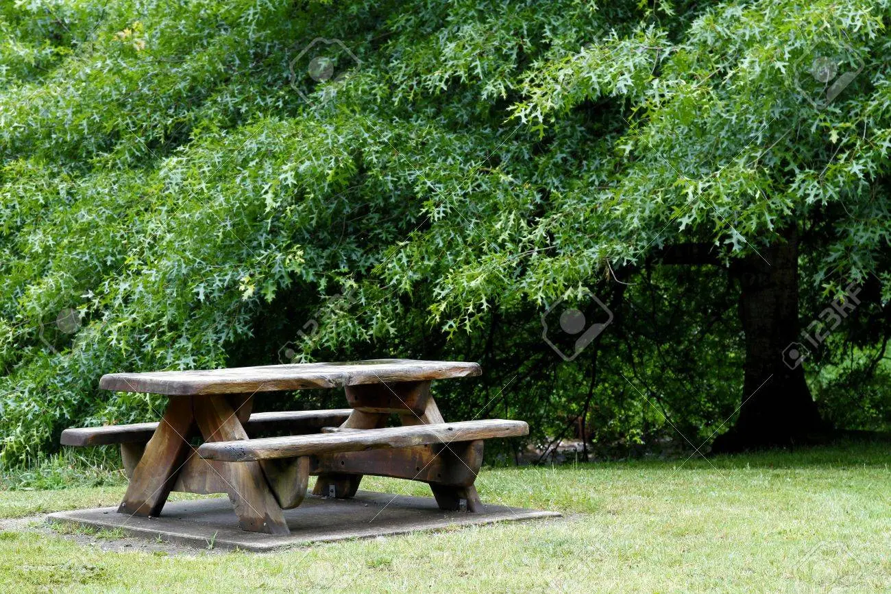 11531931-table-de-pique-nique-et-d-arbre-à-aire-de-repos
