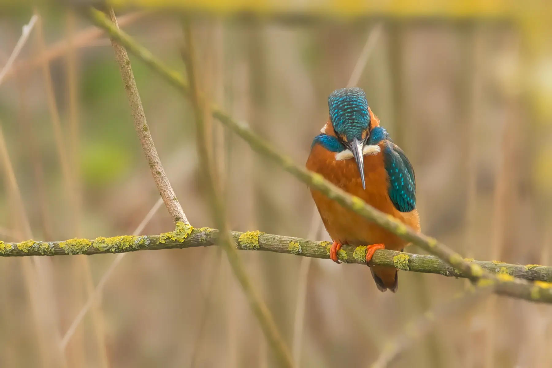 Ornithopinte