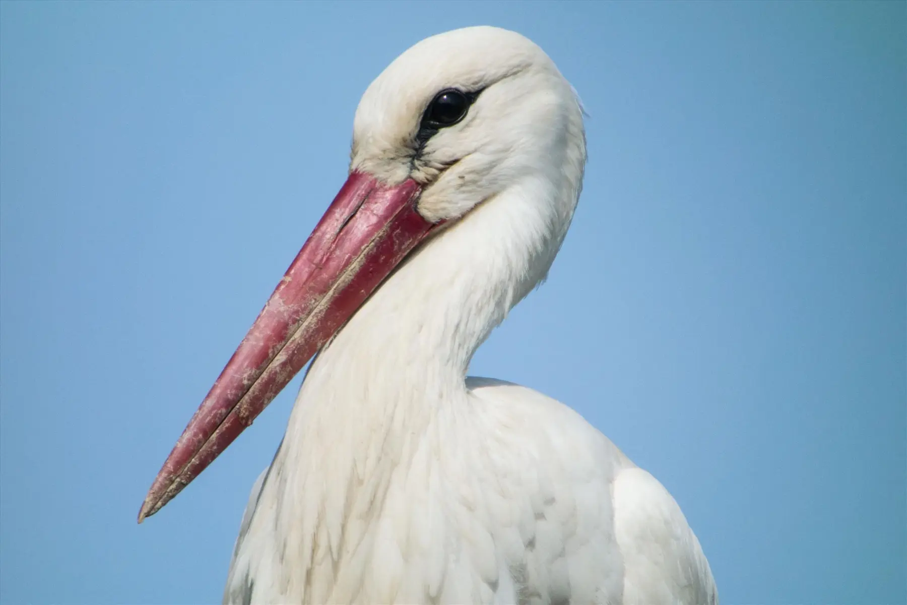 Cigogne blanche
