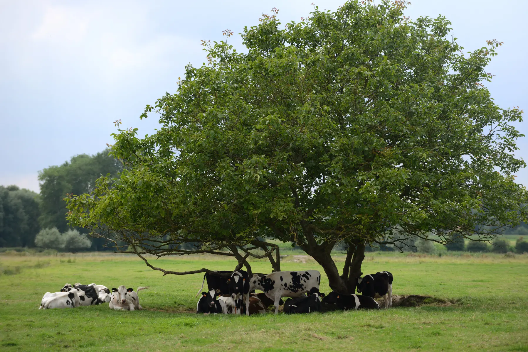 Vaches à Quercamps 2013