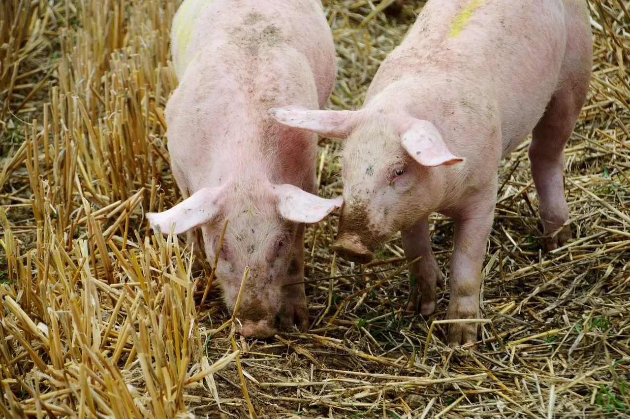 Elevage de cochons, photo d'illustration (non contractuelle)