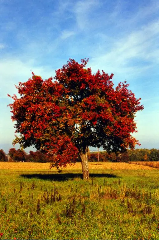 pommier