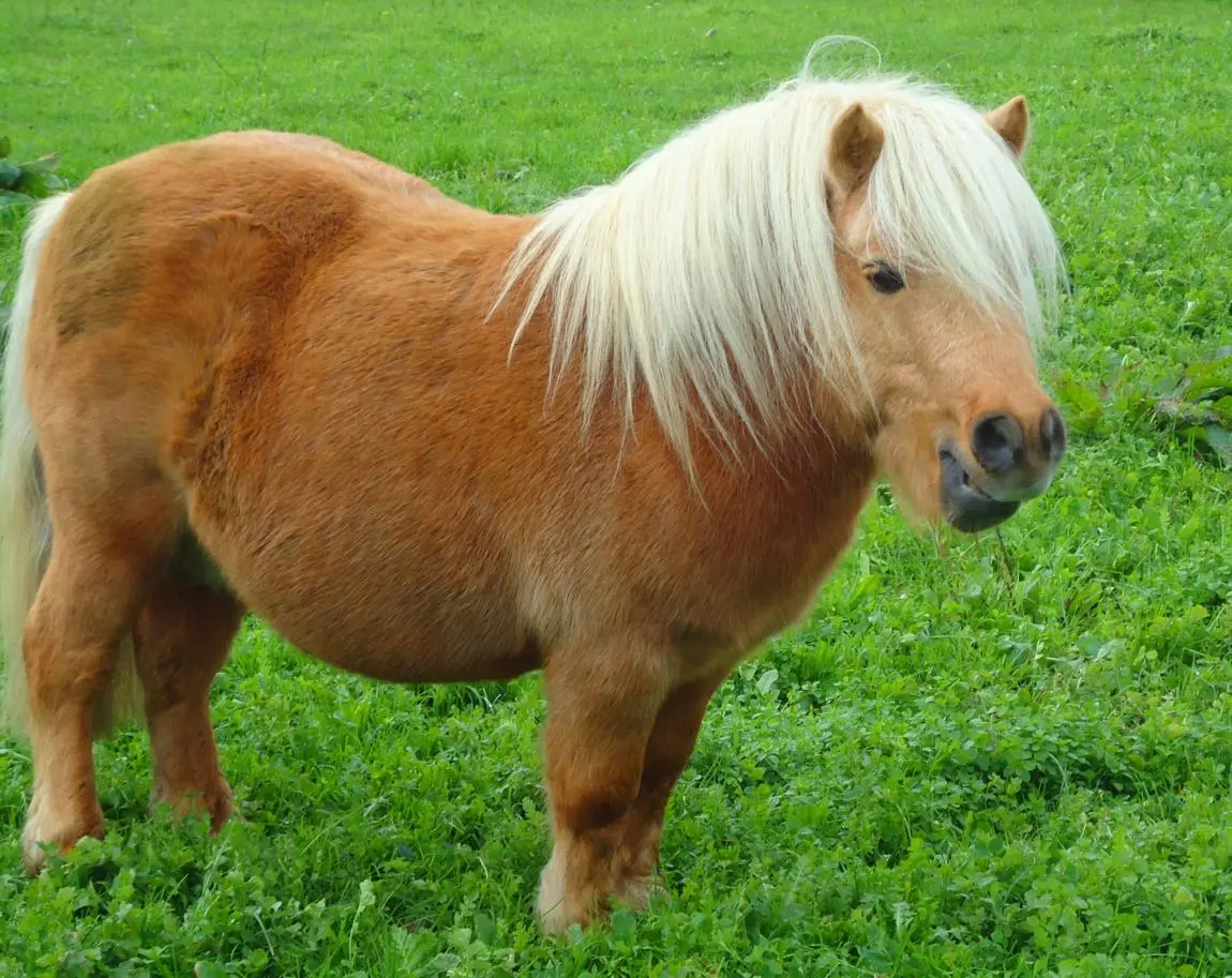 Balade à poney en Albanais
