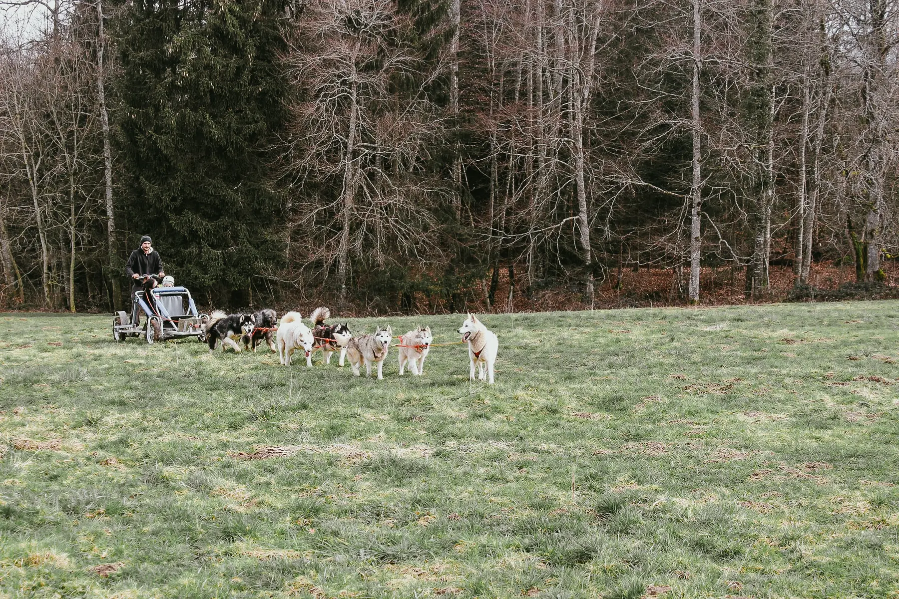 Cani-kart