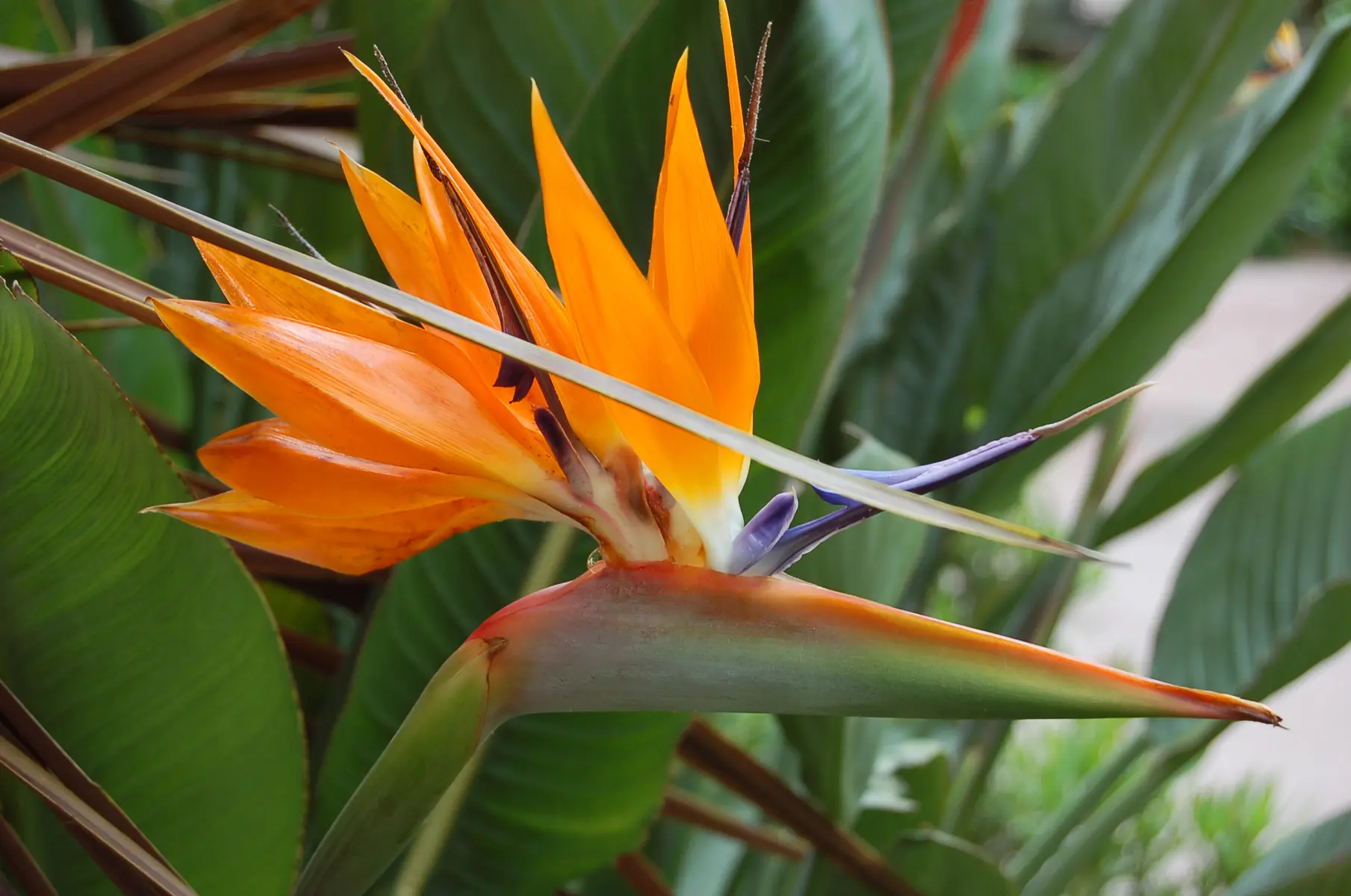 Jardin Sainte Anne