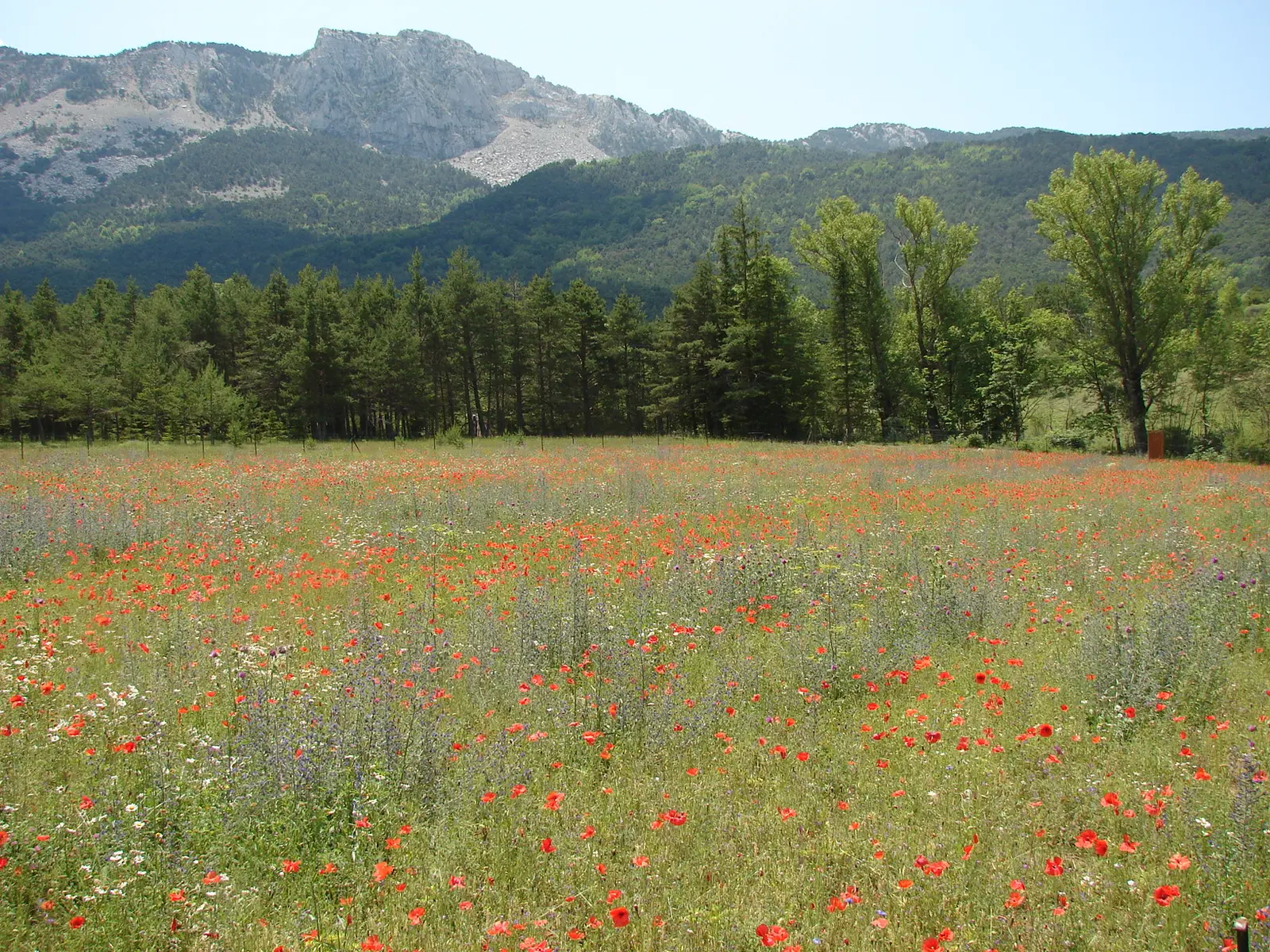 Paysage provençal