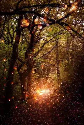 Forêt et lumières
